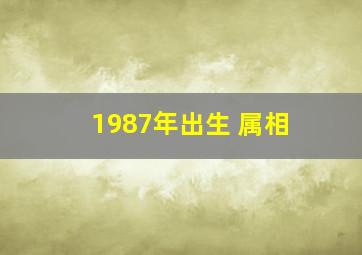 1987年出生 属相